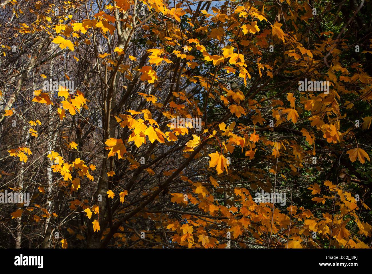 Ein Blick auf das Leben in Neuseeland: Ein Spaziergang im Wald im Herbst. Wunderbare Farben. Stockfoto
