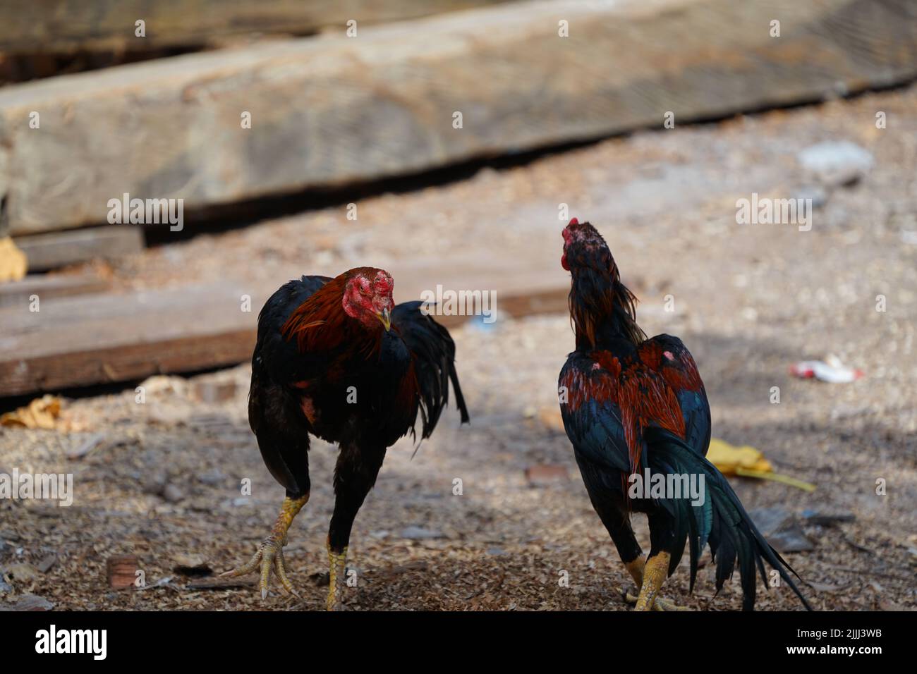 Wildes Huhn, das auf dem Sägestaub läuft Stockfoto