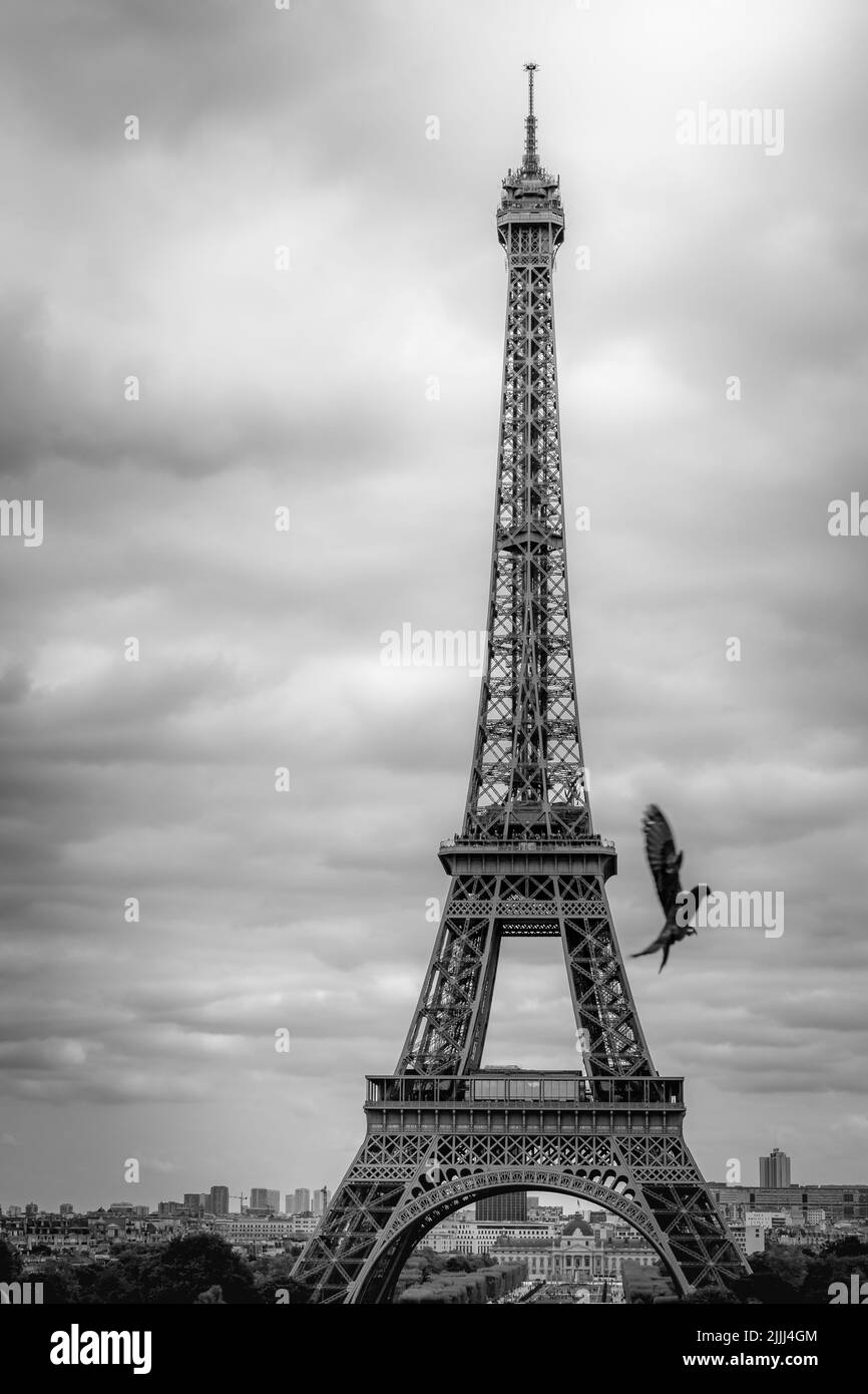 Eiffelturm vom Trocadero mit Taubenflug, Paris, Frankreich, monochrom Stockfoto