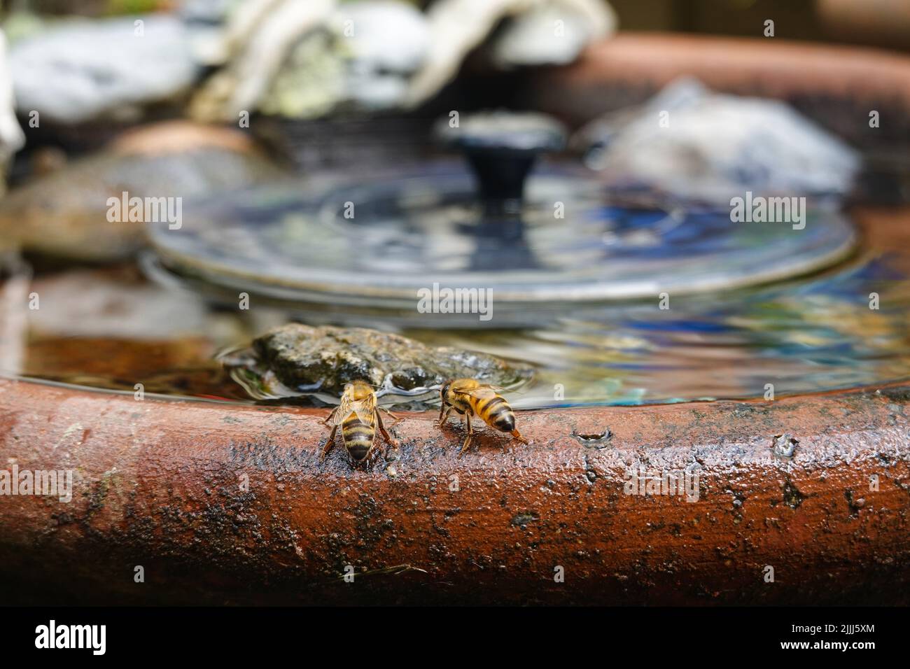 Bienen trinken Wasser aus einem Vogelbad im Garten Stockfoto