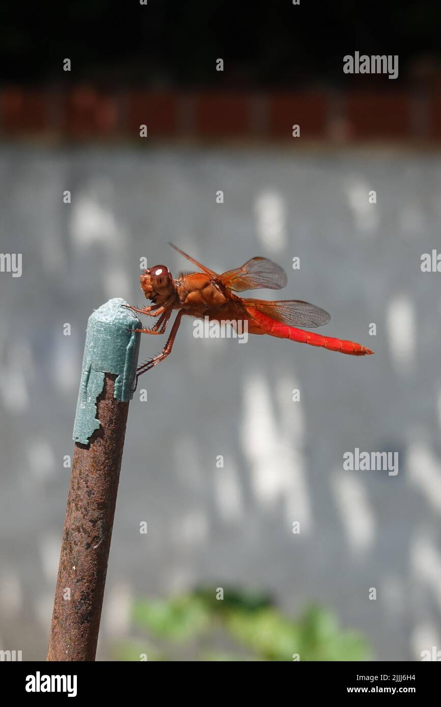 Rote Libelle Neon Skimmer Libellula croceipennis. Startseite Garten Südkalifornien . Stockfoto