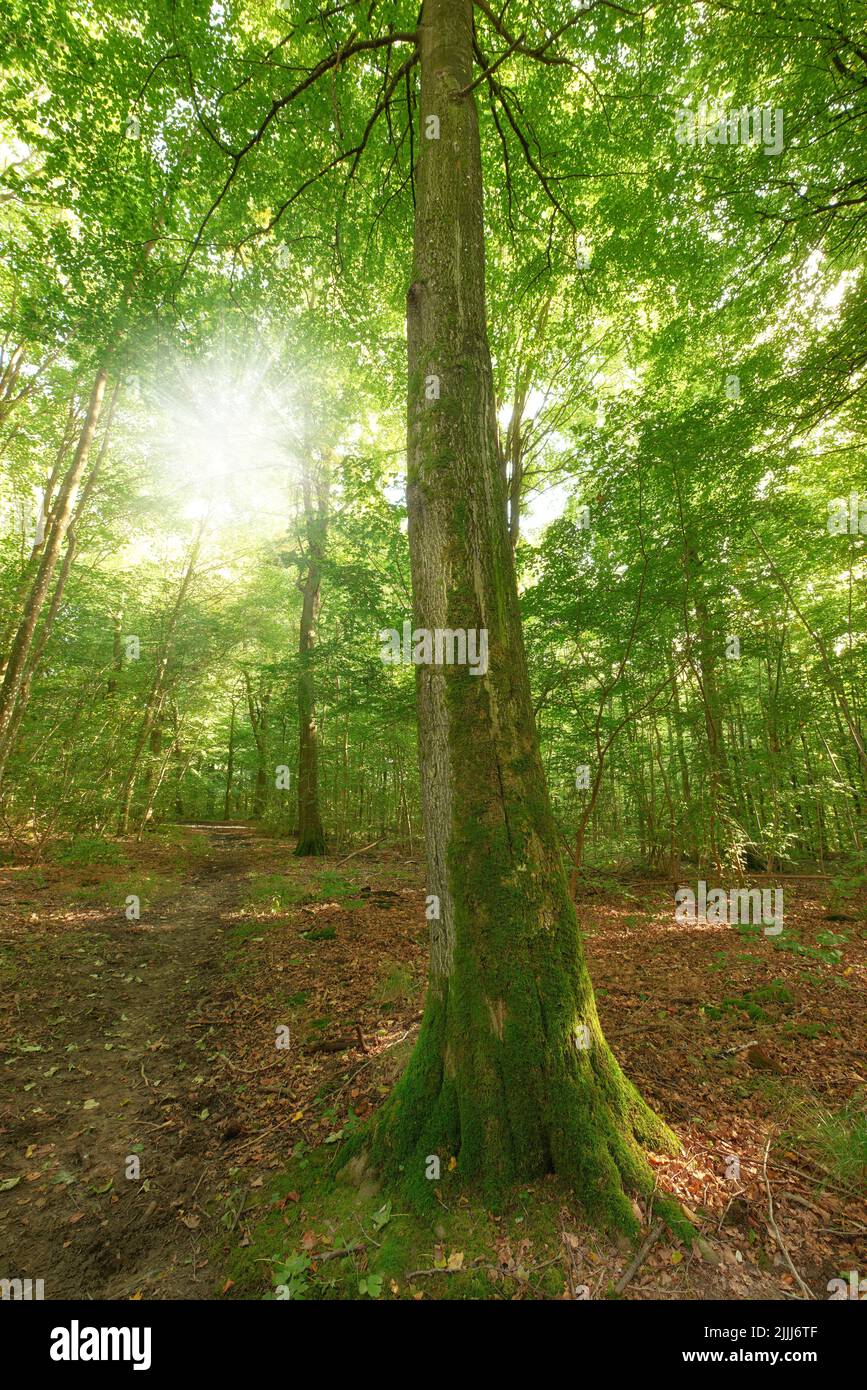 Moos bedeckt eine Buche im abgelegenen Wald, Umweltschutz und Naturschutzgebiet. Wälder mit feuchten Algen und Pilzwachstum in heiter Stockfoto