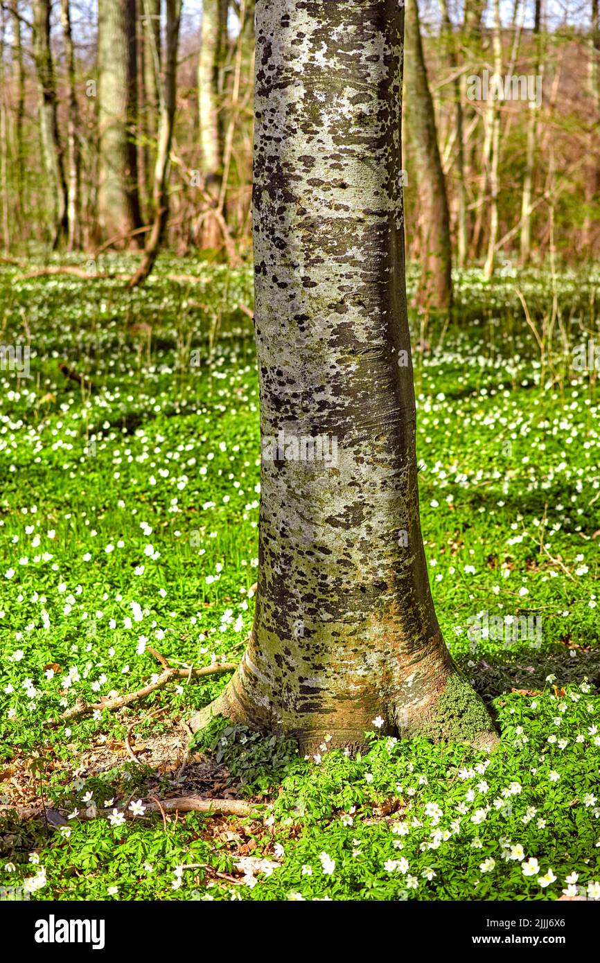 Schöner, ruhiger und ruhiger Wald mit Nahaufnahme eines Baumstamms, umgeben von blühendem Feld. Landschaft von vielen Holz Anemone Blumen wachsen in einem Stockfoto