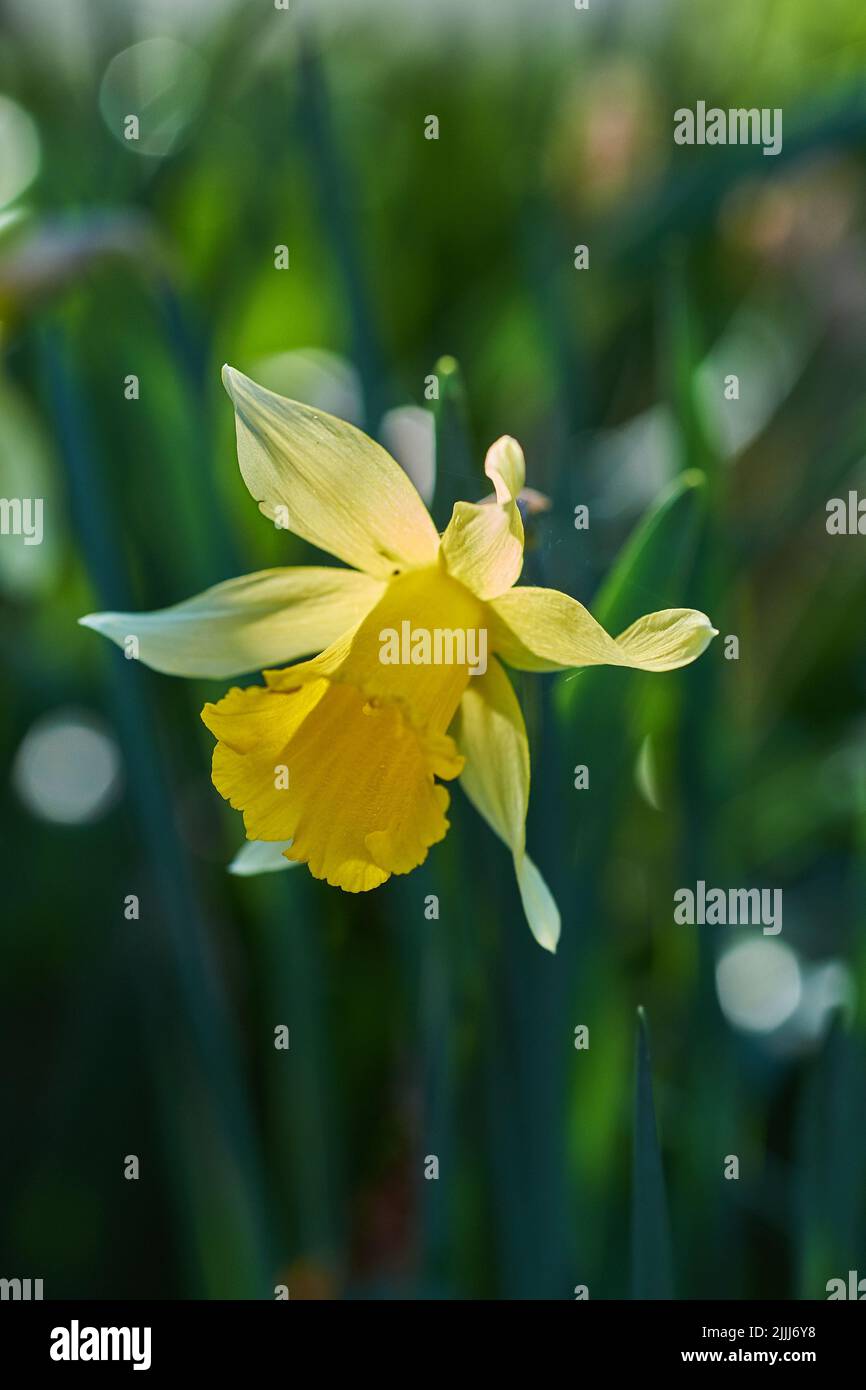 Nahaufnahme, gelb und Frühling Blumengarten blüht vor grünen Bokeh kopieren Raum Hintergrund. Lebendige, Textur und Details von wilden Narzissen oder Trompeten Stockfoto