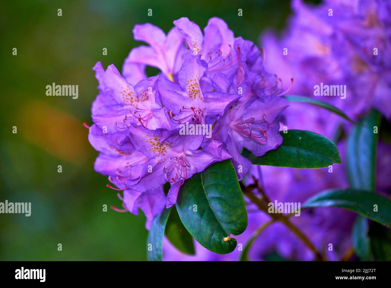 Im Sommer wachsen in einem Garten im Hinterhof wunderschöne, violette und anwachsende Rhododendronblüten. Nahaufnahme von blühenden Blattpflanzen, die sich öffnen und blühen Stockfoto