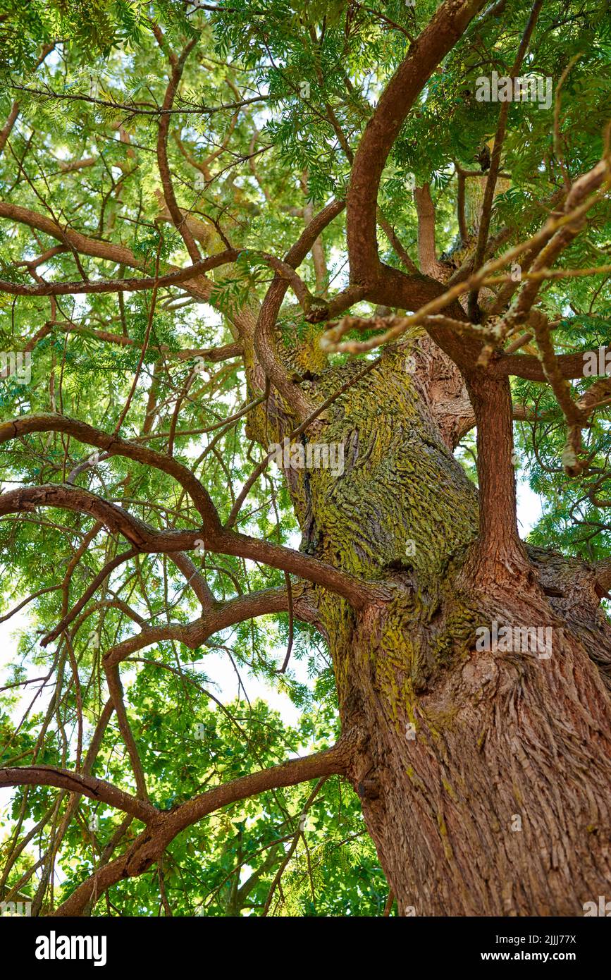 Hoch, Baum draußen und in der Natur. Nahaufnahme von Rinde, Blättern und Ästen im Freien. Detaillierte Landschaftsansicht auf die Eiche, Stämme und Wachstum in einem Stockfoto