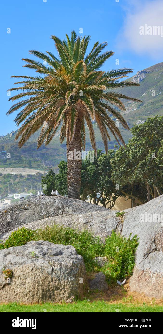 Palme vor einem schönen Blick auf den Berg und einem klaren blauen Himmel draußen in der Natur. Landschaft von Felsen und Grün wächst im Freien in einem Stockfoto