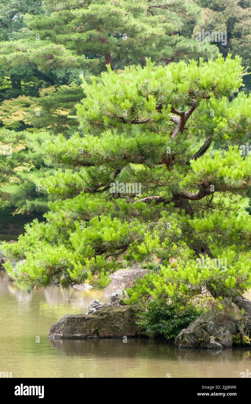 Japanischer Garten Stockfoto
