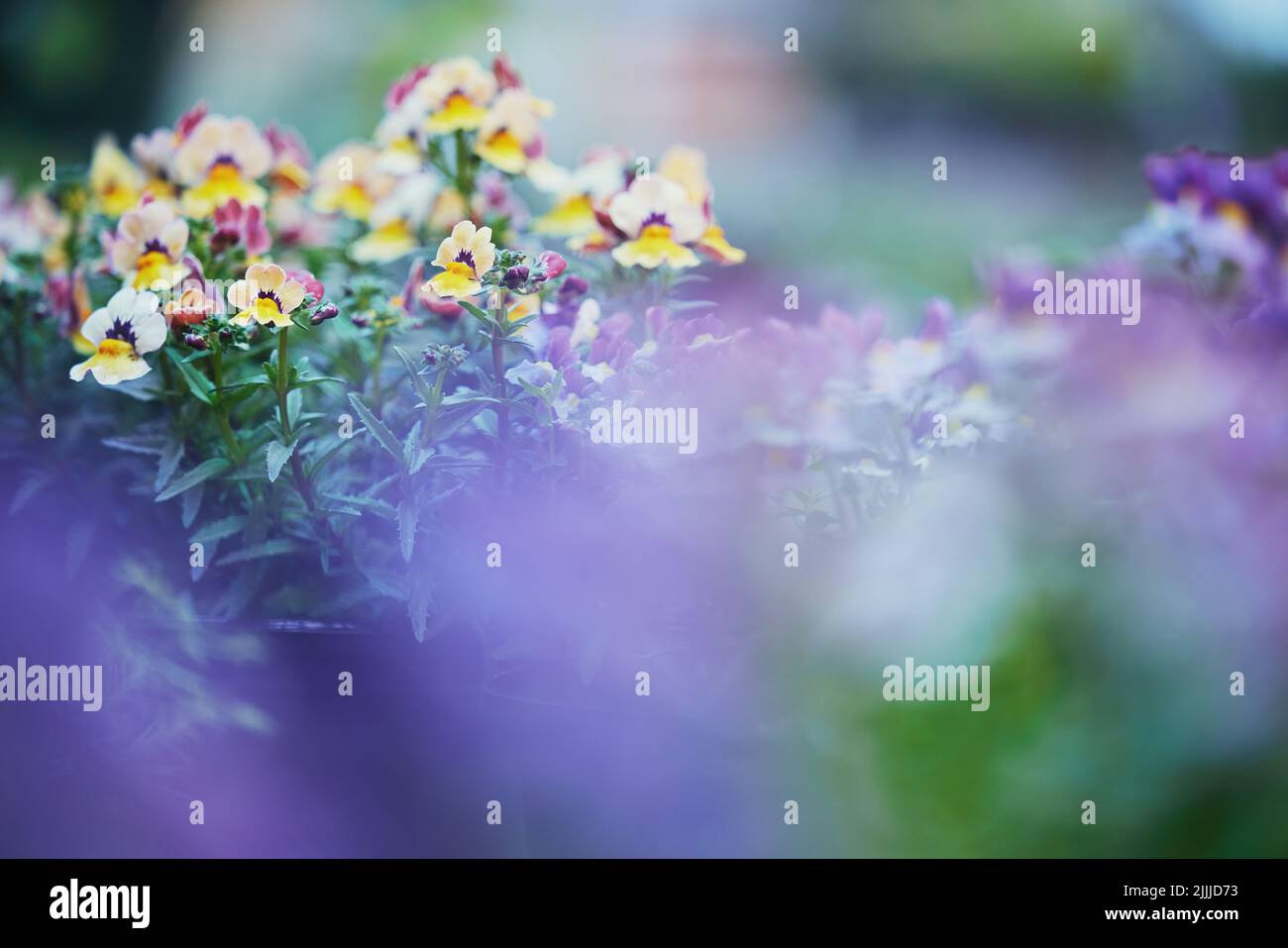 Bringen etwas Farbe in Ihr Leben. Wilde Veilchen in Blüte in einem Kindergarten. Stockfoto