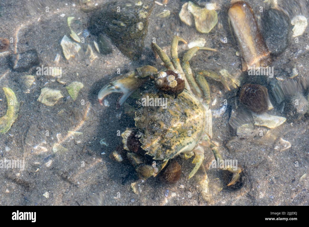 Blick durch trübes Meerwasser zu einer invasiven Art grüne Krabbe mit Schnecken an der Muschel vor der Küste von Maine befestigt. Stockfoto