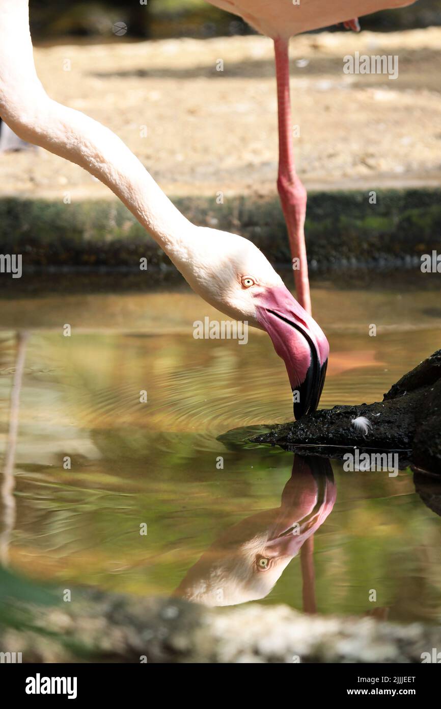 Ein hungriger, großer Flamingo oder Phoenicopterus roseus sucht Nahrung im Wasser Stockfoto