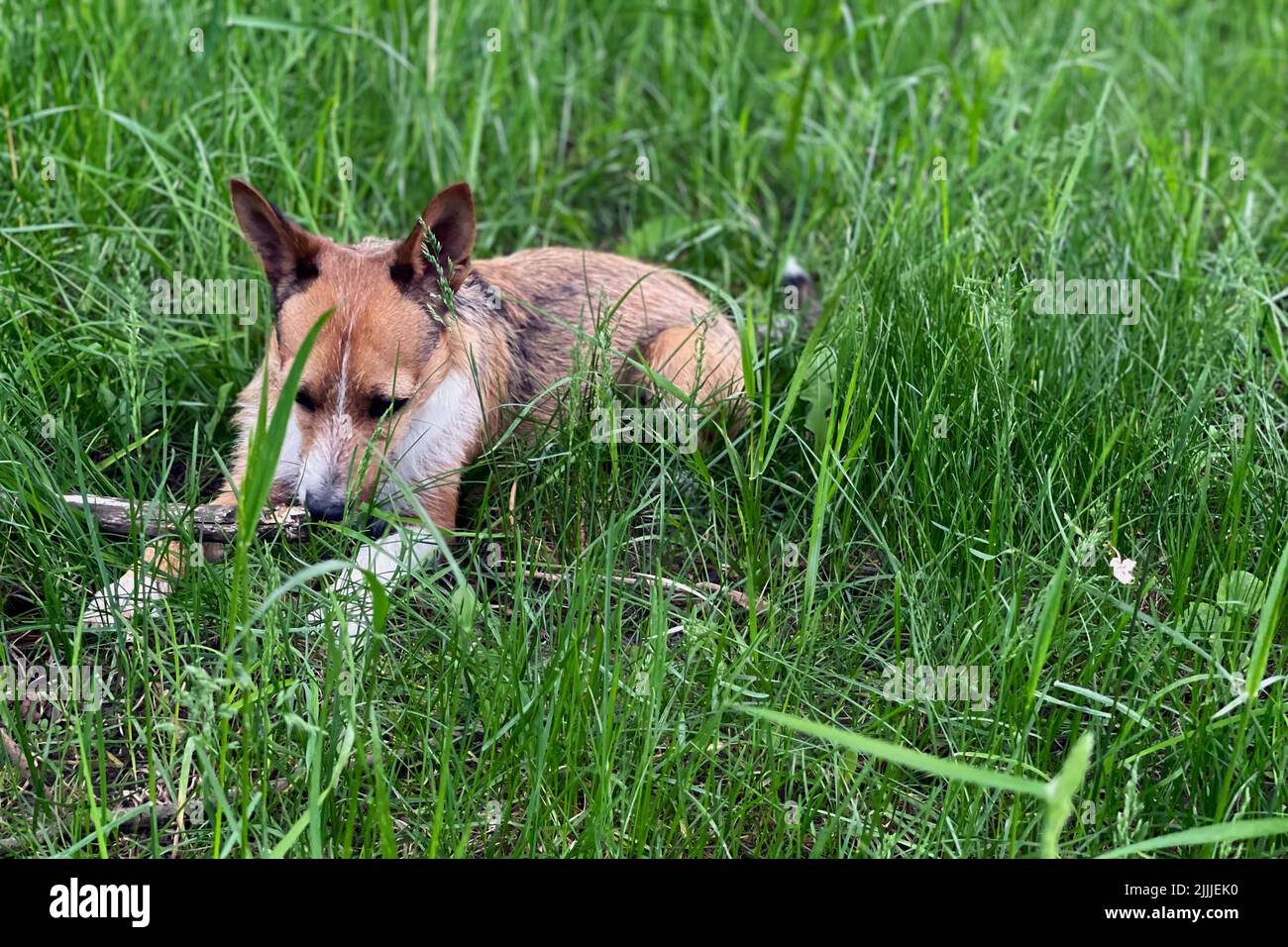 Ein wunderschöner norwegischer Lundehund Hund, der zwischen dem langen grünen Gras liegt Stockfoto