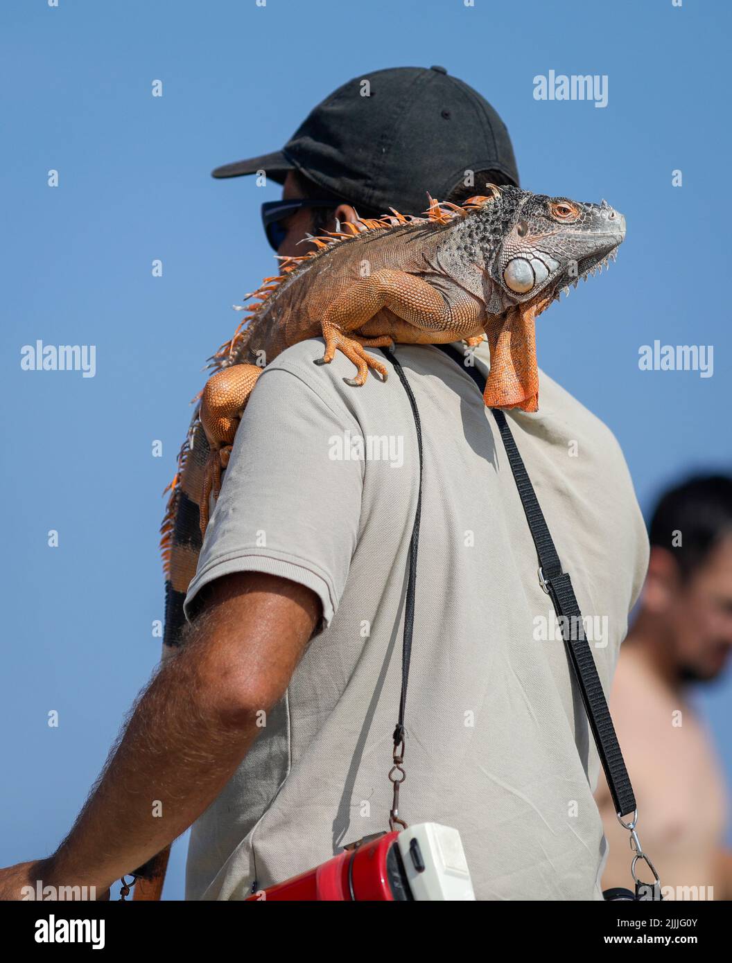 Details zur geringen Schärfentiefe (selektiver Fokus) mit einem Mann, der ein Leguan an einem rumänischen Strand trägt, damit die Touristen damit fotografieren können. Stockfoto