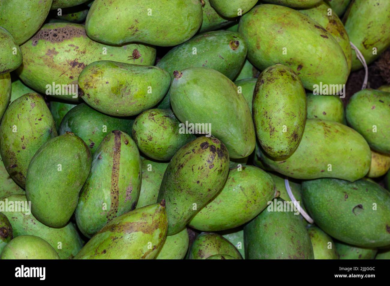 Frische Bio unreife Mangos vom Bauernhof aus der Nähe aus verschiedenen Blickwinkeln Stockfoto