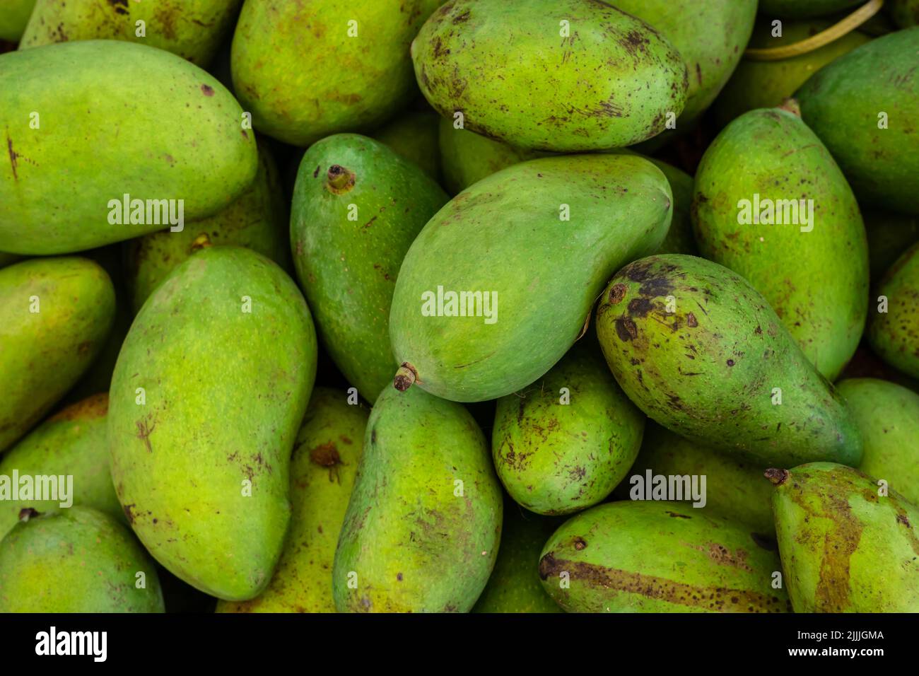 Frische Bio unreife Mangos vom Bauernhof aus der Nähe aus verschiedenen Blickwinkeln Stockfoto