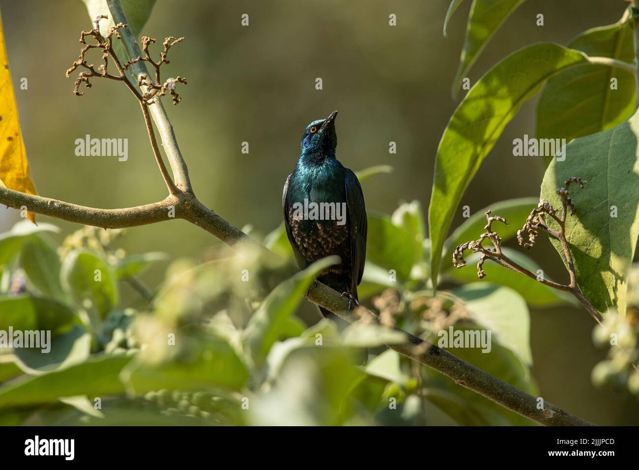 Miombo-Blauohr-Star/südlicher Blauohr-Glanzstar (Lamprotornis elisabeth) auf einem Zweig in Kalumbila, Sambia Stockfoto