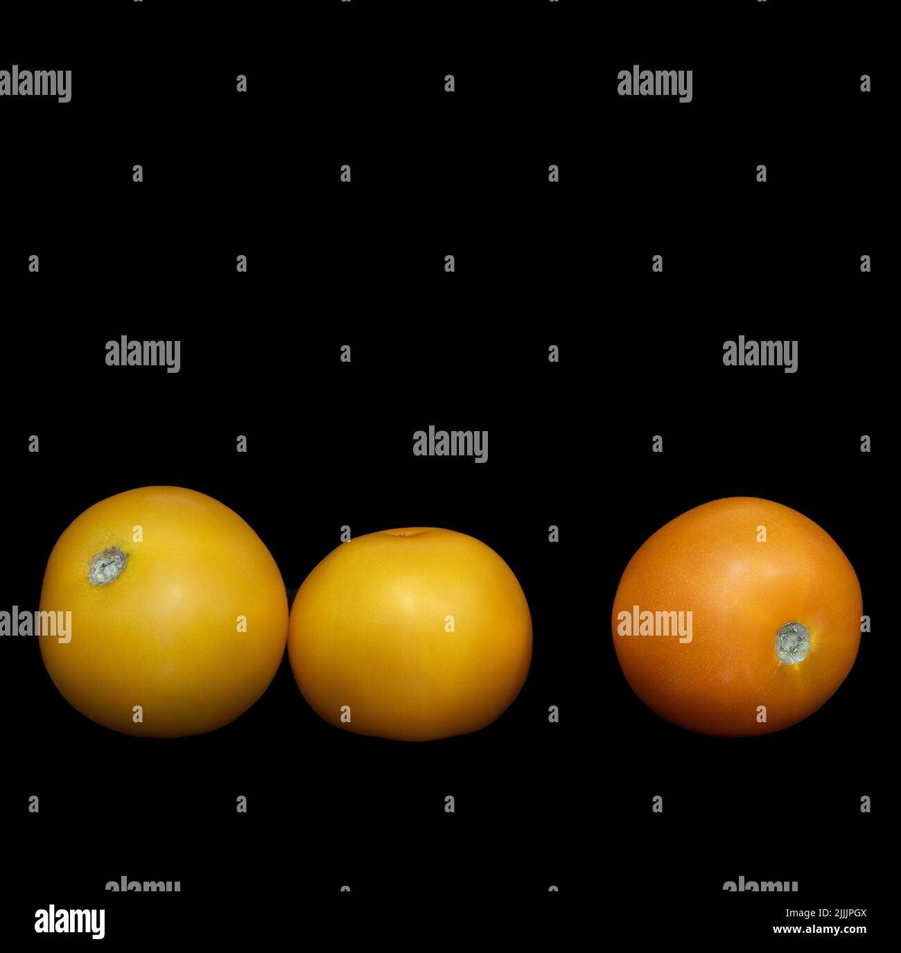 Bild von zwei gelben und einer orangen Tomaten auf schwarzem Hintergrund Stockfoto