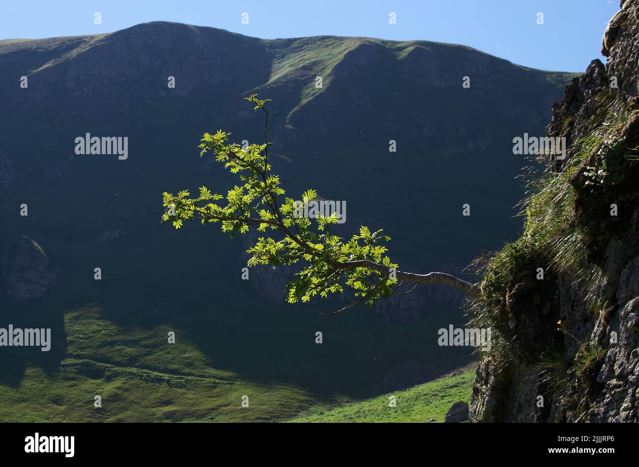 Leuchtende Blätter eines Strauchs kontrastieren mit dem Hintergrund der Berge im Schatten Montenegros Stockfoto