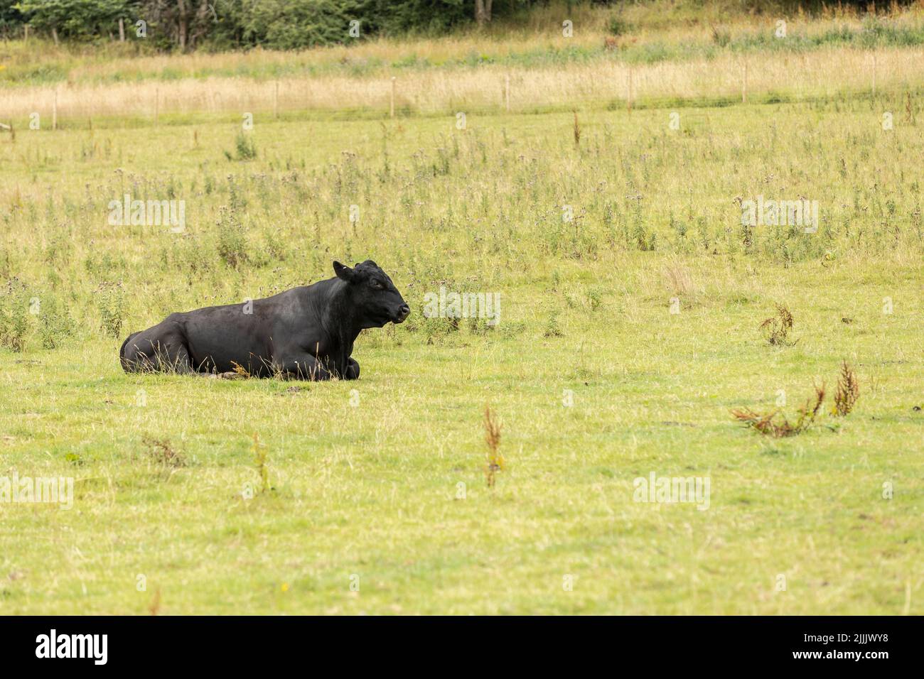 Großer schwarzer Bulle, der während der Sommermonate auf seiner Weide sitzt Stockfoto
