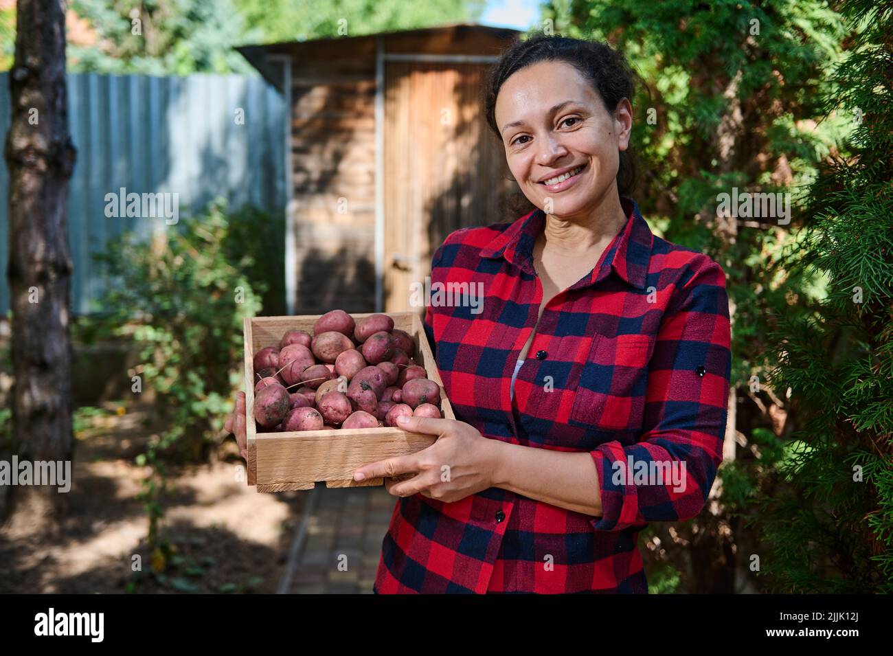 Angenehme Frau, erfolgreicher Farmbesitzer, der eine Holzkiste mit frisch gegrabenen rosa Kartoffeln hält und scharfsinnig vor die Kamera lächelt Stockfoto