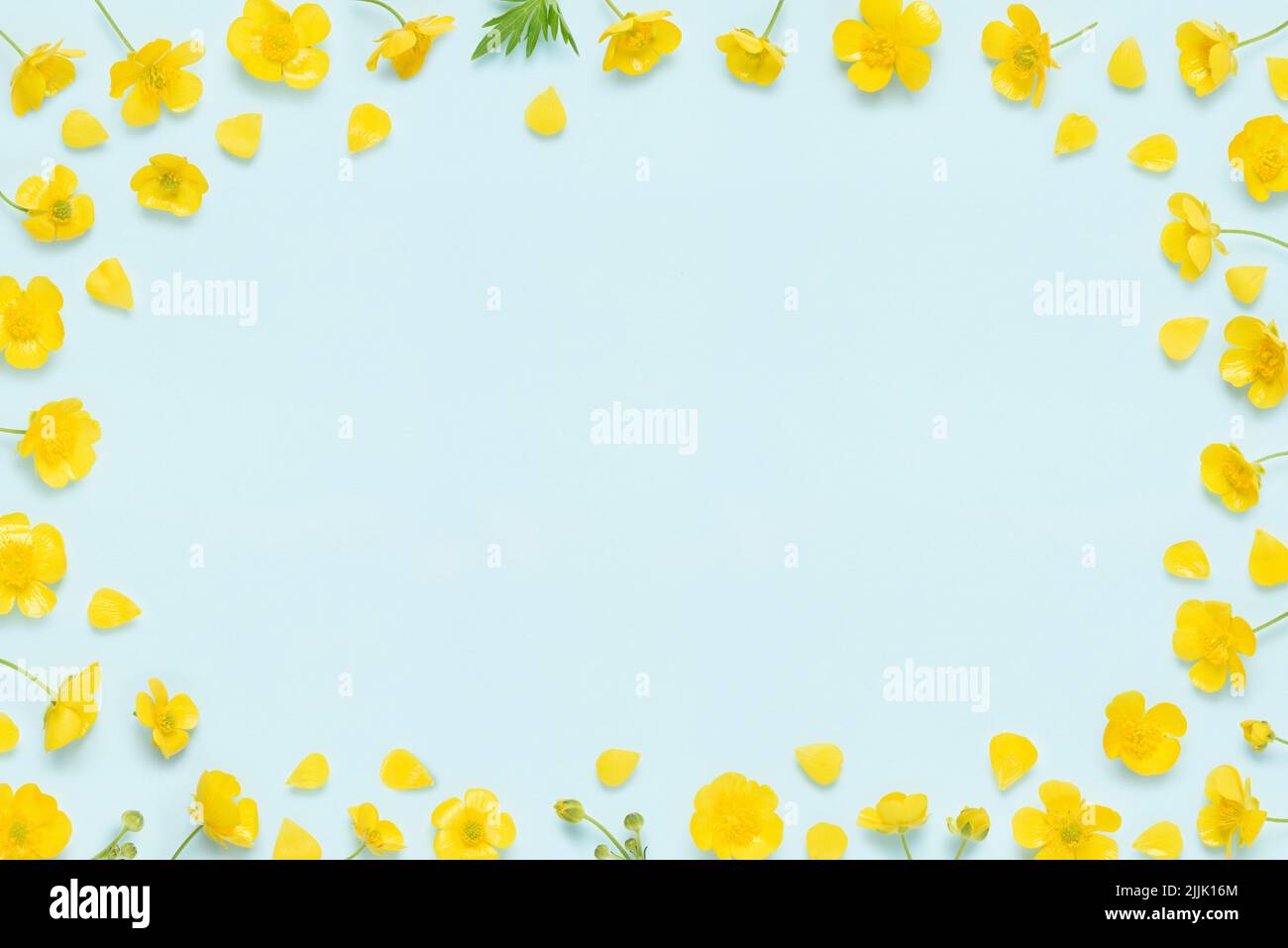 Blumenrahmen von gelb blühenden Butterblume, gemeinsame wilde Wiesenblume, mit Knospen, Blättern und Blütenblättern Draufsicht flach legen Hintergrund Stockfoto