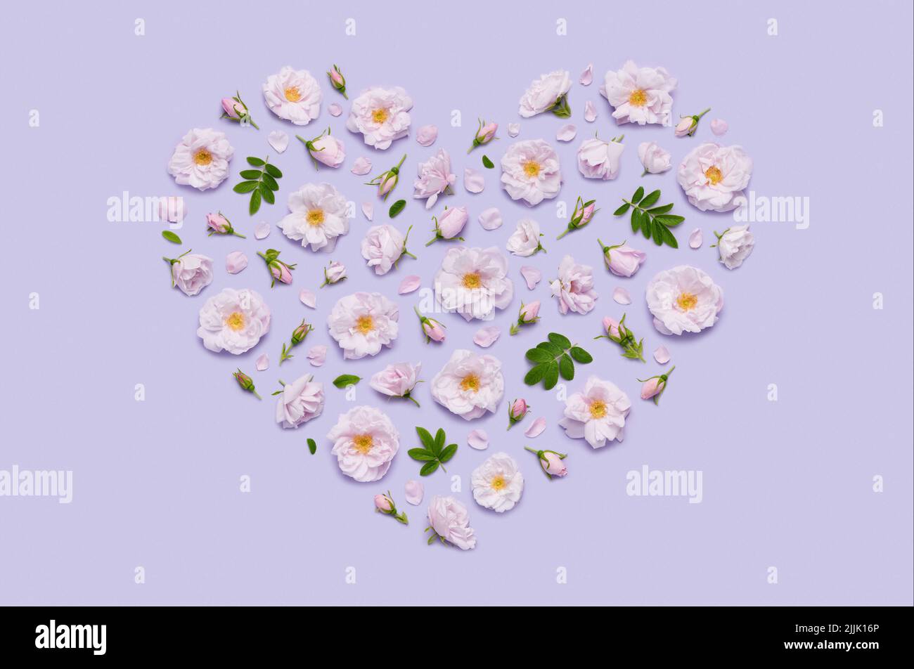 Rosa blühende Celestial minden Rose Blumen in Herzform auf pastellviolettem Hintergrund Draufsicht flach Lay Stockfoto