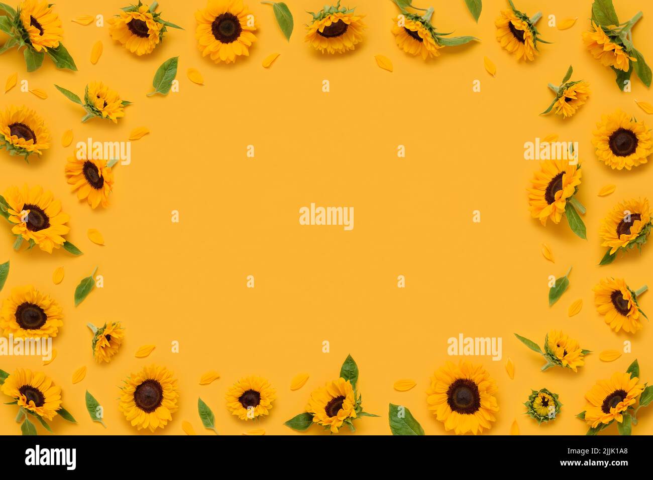 Dekorative Sonnenblumenblumen Rahmen Grenze mit Blättern Knospen und Blütenblätter auf gelbem Hintergrund Draufsicht flach legen Stockfoto