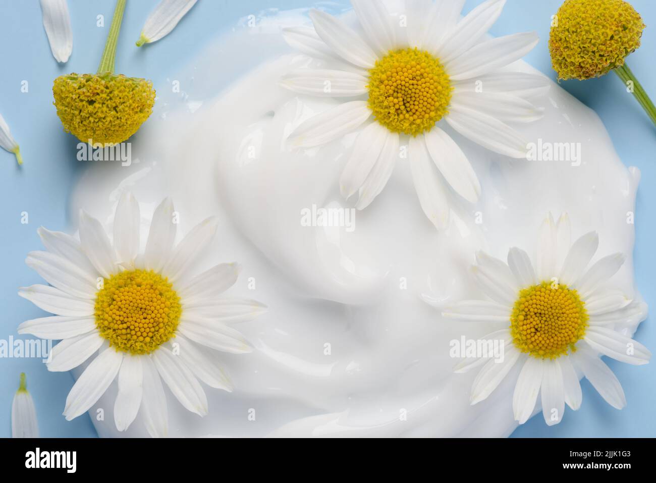 Weiße Kosmetikcreme mit Kamillenblüten und Blütenblättern in der Nähe auf blauem Hintergrund, Draufsicht Stockfoto