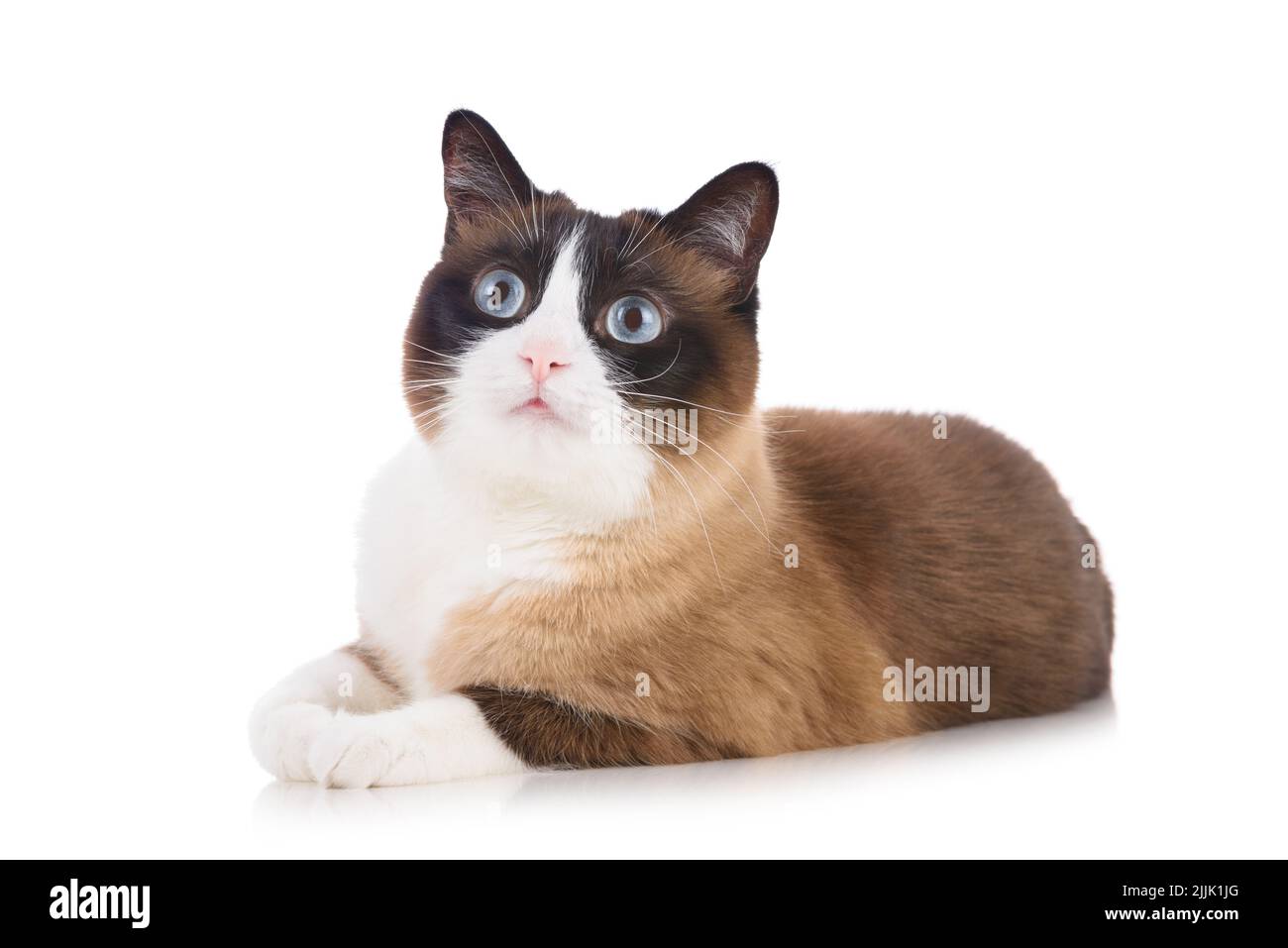 Neugierige Schneeschuhkatze, die isoliert auf weißem Hintergrund liegt und nach oben schaut Stockfoto