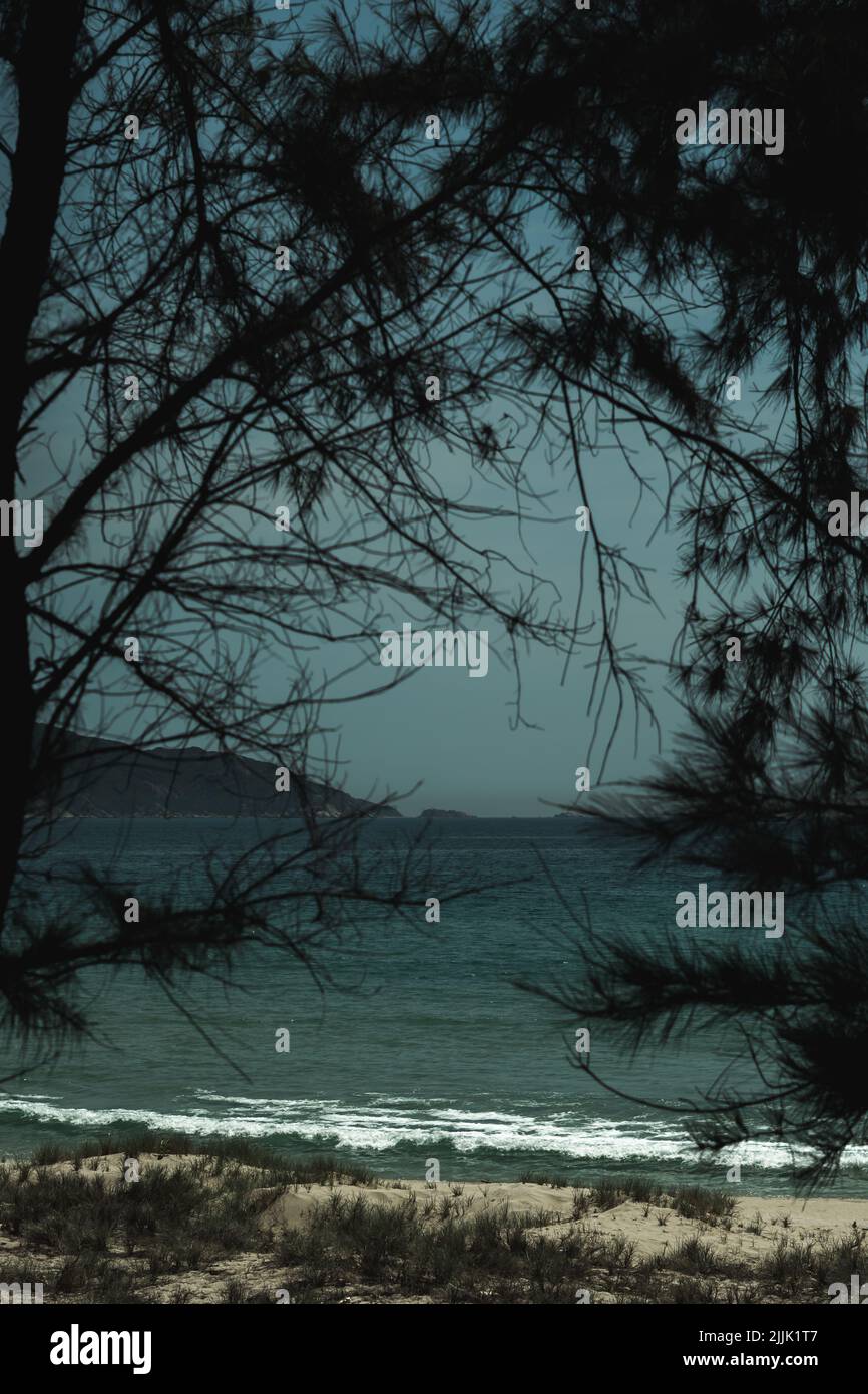 Vertikaler Textabschnitt. Natur Rahmen Landschaft Landschaft, Abend Nadelwald Lärche Wald in der Nähe Meer Strand Park Dämmerung. Schönheit Natur Hintergrund. Strahlen Stockfoto