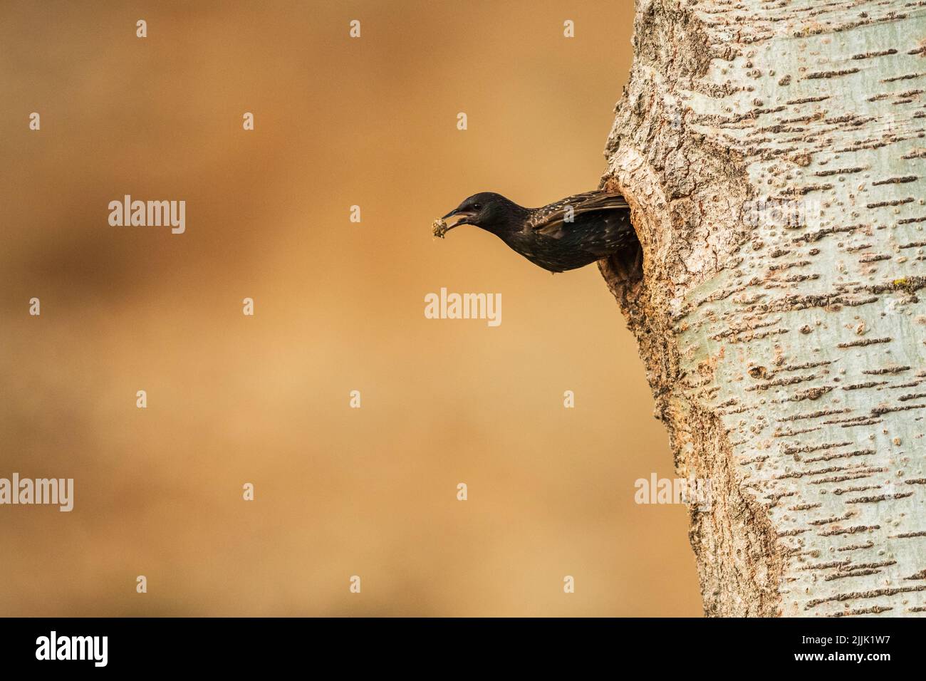 NaturalEin Star brütet in einem Baumloch / schön Stockfoto