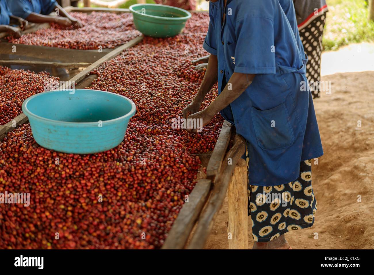 Afroamerikanische Frau, die Kaffeebeeren mit einer großen Schüssel sortiert Stockfoto