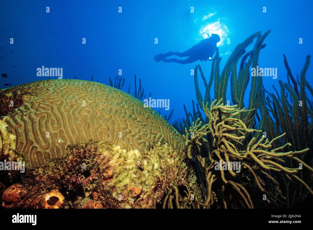 Taucher in einem karibischen Korallenriff, Boulder-Hirn-Korallen (Colpophyllia natans) und Weichkorallen, Curacao, Niederländische Antillen, Antillen, Karibik Stockfoto