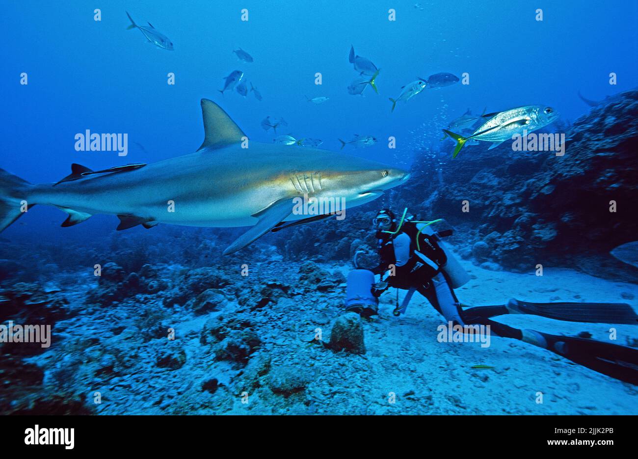 Karibische Riffhaie (Carcharhinus perezi), Bahamas, Karibik, Atlantik Stockfoto