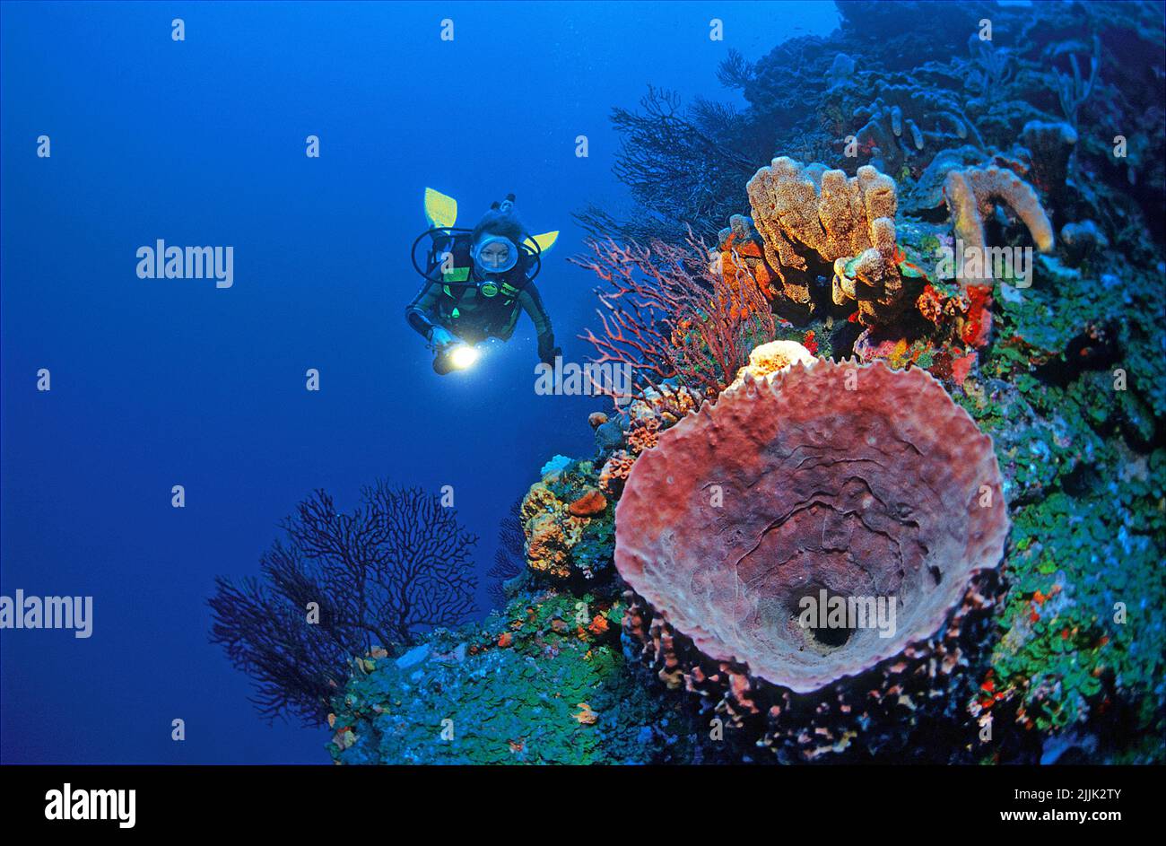 Taucher an einem großen Barrel-Schwamm (Xestospongia testudinaria), Tiefsee-Fans (Iciligorgia schrammi), Roatan, Bay Islands, Honduras, Karibik Stockfoto