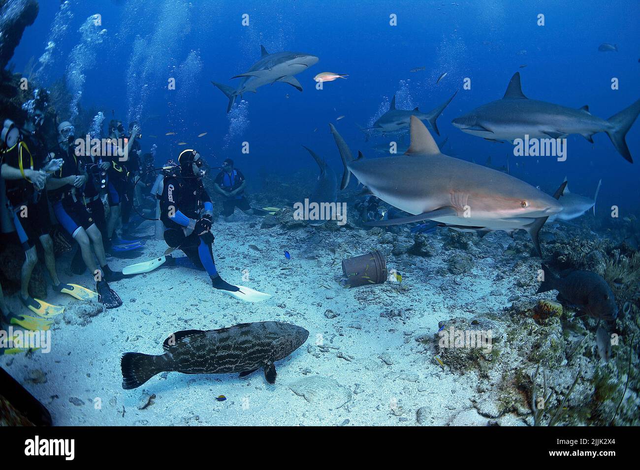 Karibische Riffhaie (Carcharhinus perezi) und Taucher bei einer Haifütterung, Roatan, Bay Islands, Honduras, Karibik Stockfoto
