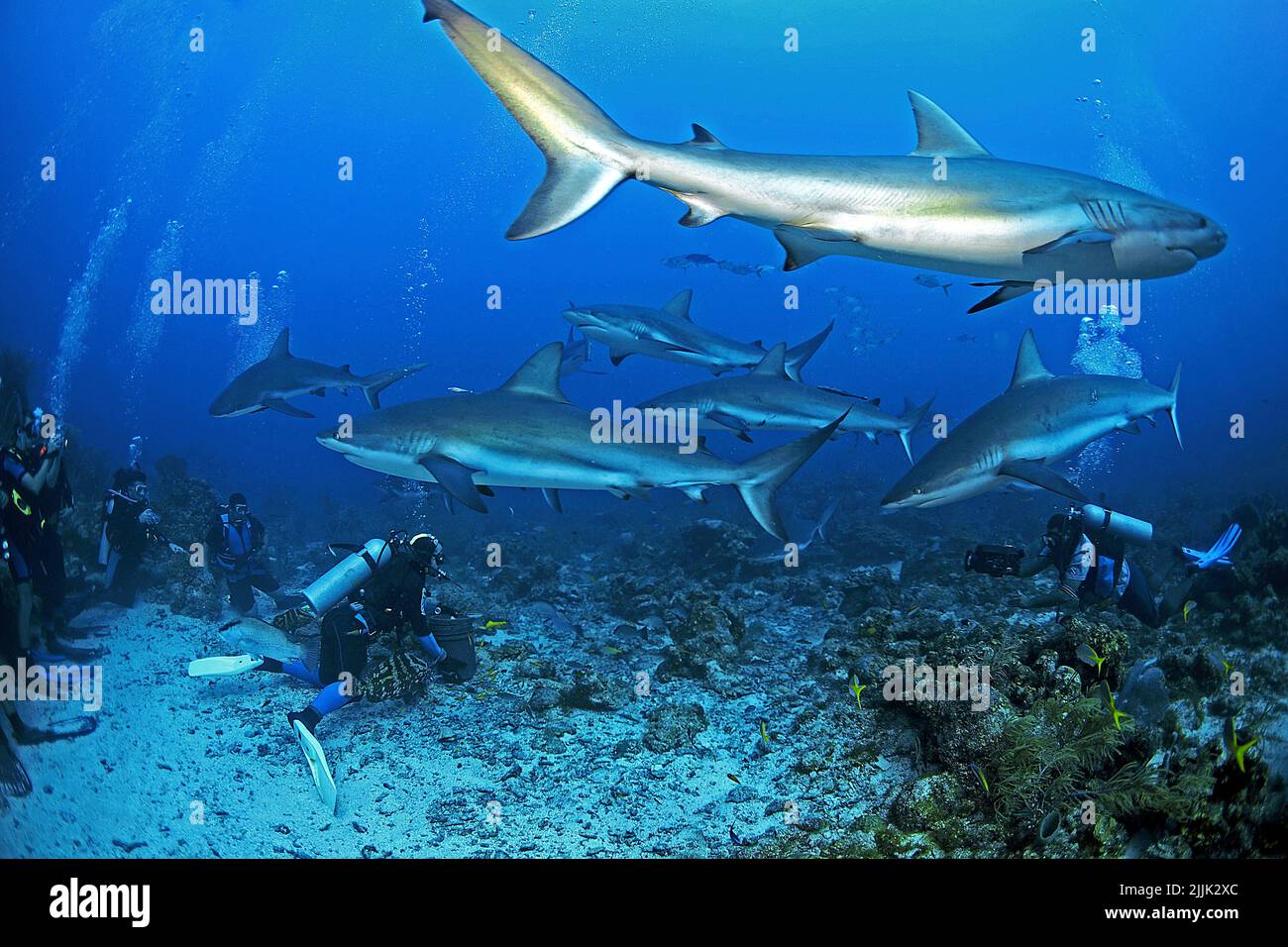Karibische Riffhaie (Carcharhinus perezi) und Taucher bei einer Haifütterung, Roatan, Bay Islands, Honduras, Karibik Stockfoto