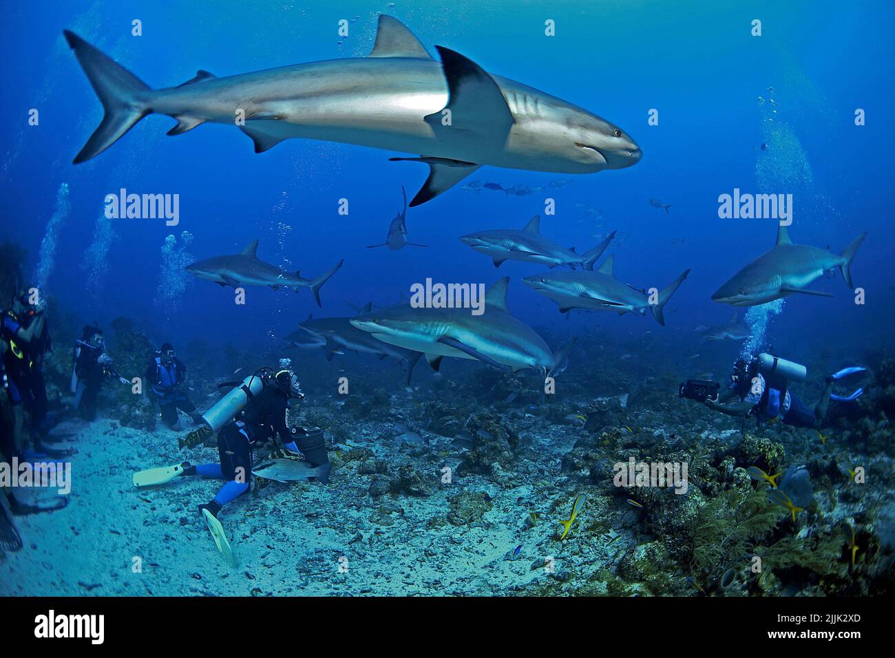 Karibische Riffhaie (Carcharhinus perezi) und Taucher bei einer Haifütterung, Roatan, Bay Islands, Honduras, Karibik Stockfoto