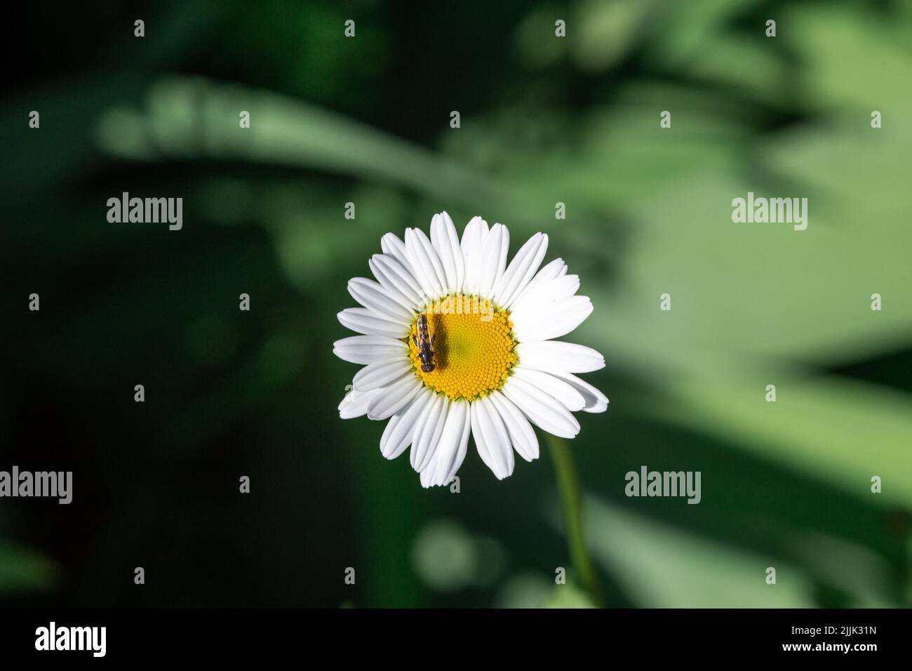 Eine Fliege sitzt auf einer Kamille. Makroaufnahmen. Stockfoto