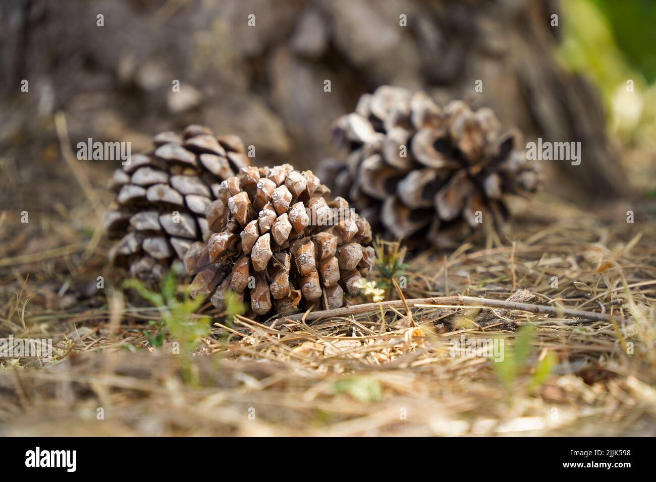 Kegel der Zirbe, Pinus Pinea auf Waldboden, Spanien. Stockfoto