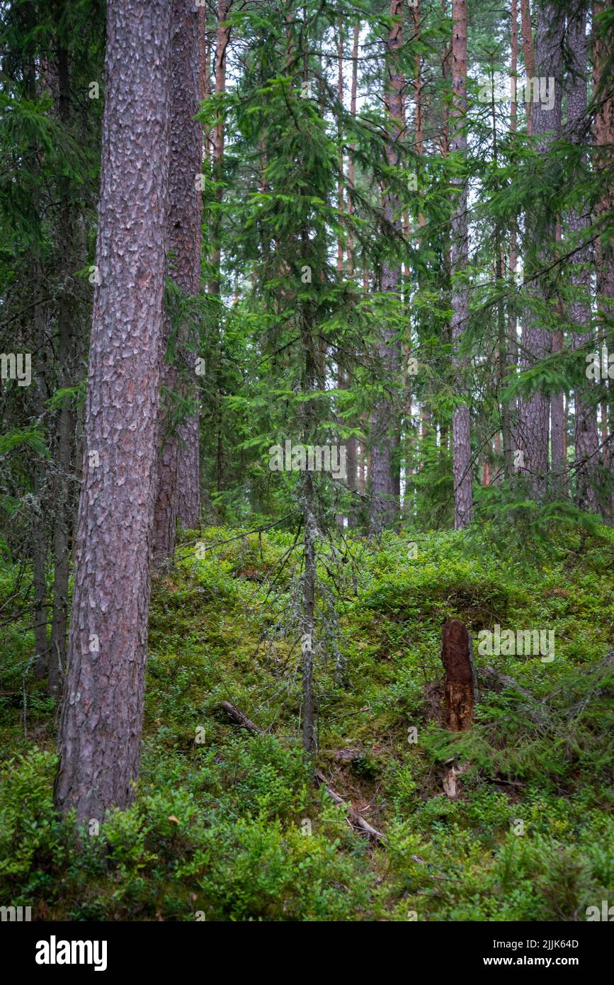 Bewachsener Wald mit grünen Bäumen und vielen Heidelbeerbüschen. Wilde Heidelbeeren Stockfoto