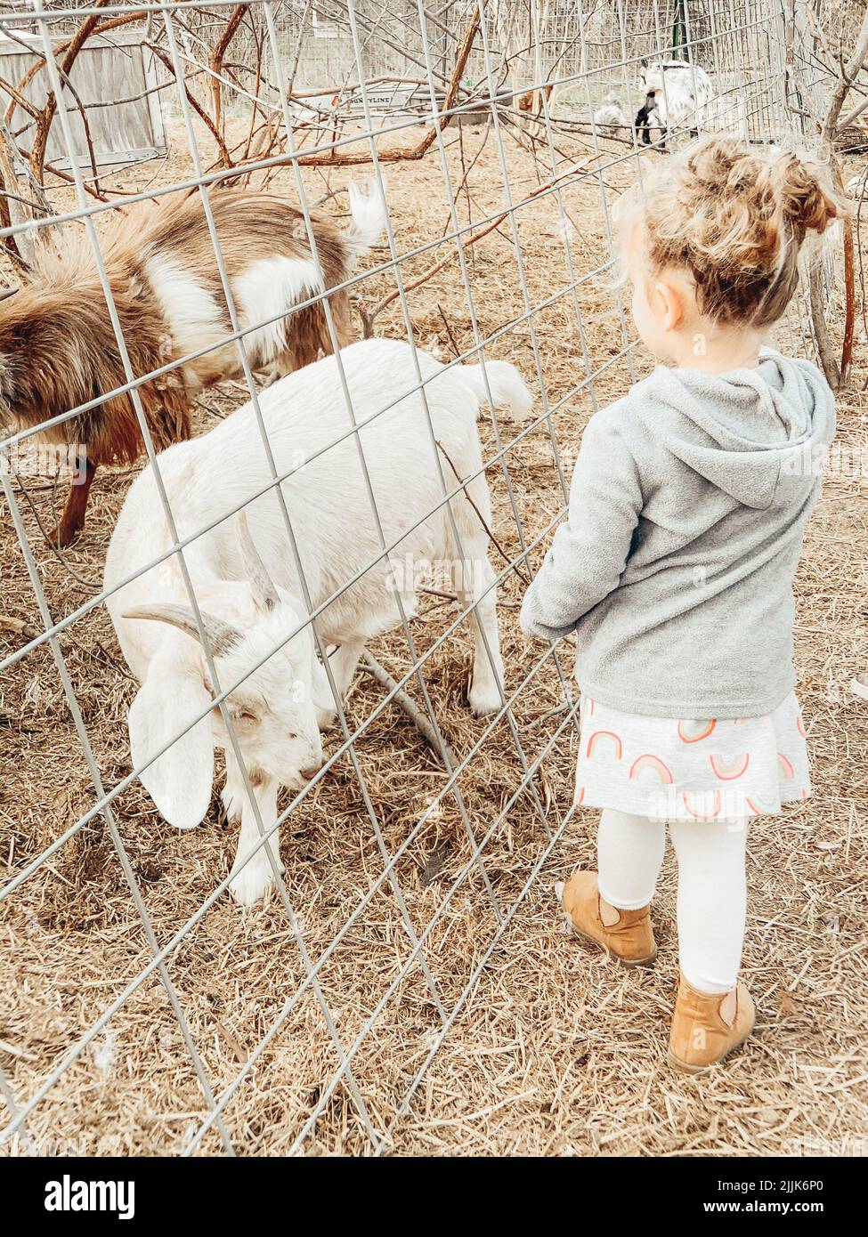 Eine vertikale Aufnahme eines kleinen Mädchens, das durch einen Drahtzaun Ziegen ansieht Stockfoto