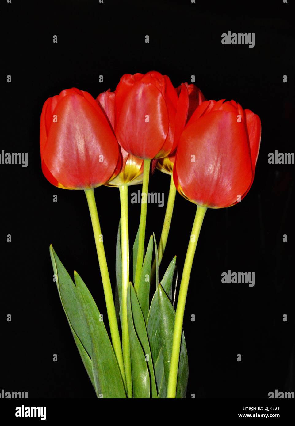 Eine Nahaufnahme Tulpen mit schwarzem Hintergrund Stockfoto