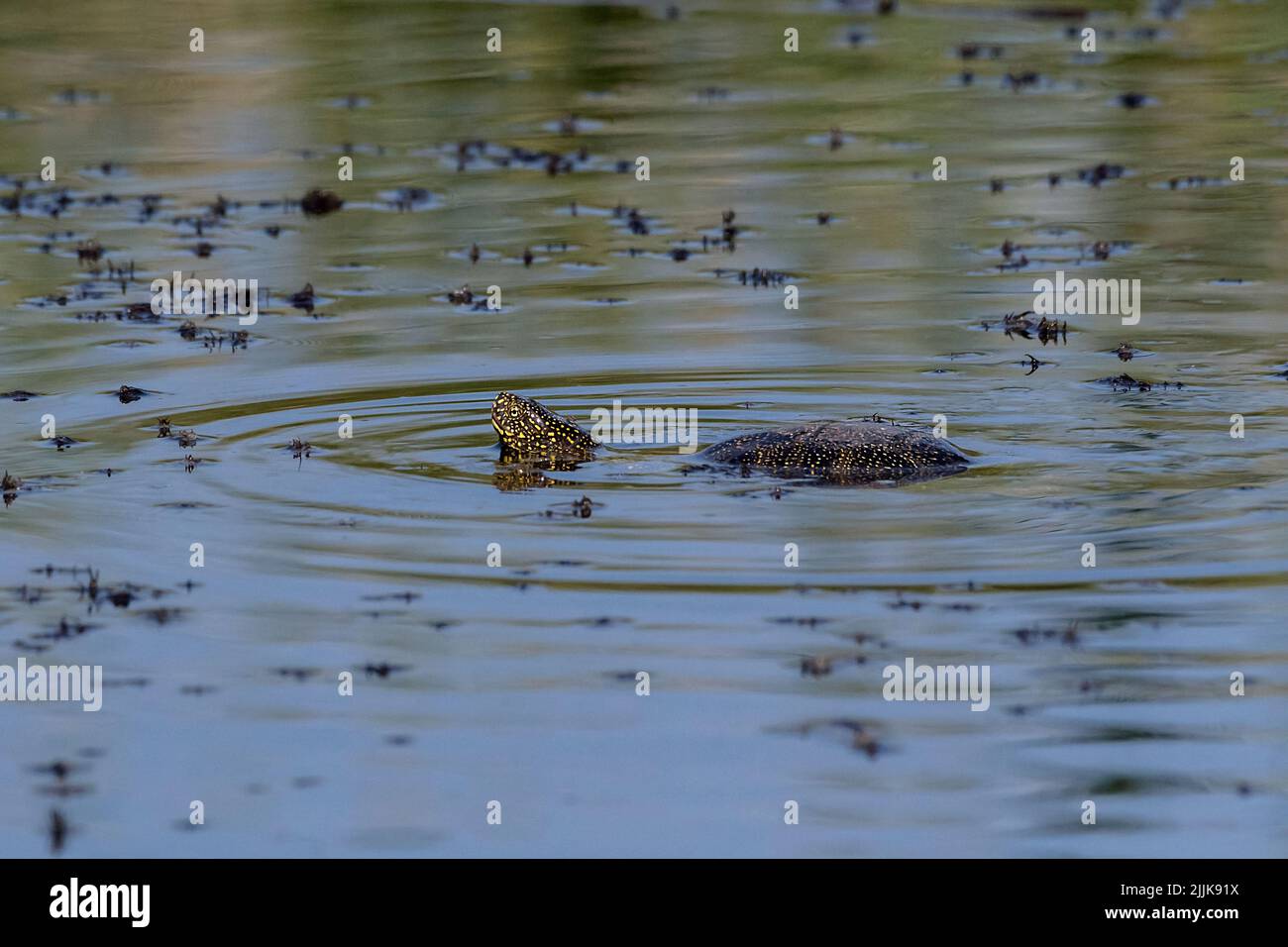 Europäische Teichschildkröte (Emys orbicularis). Rumänien Stockfoto