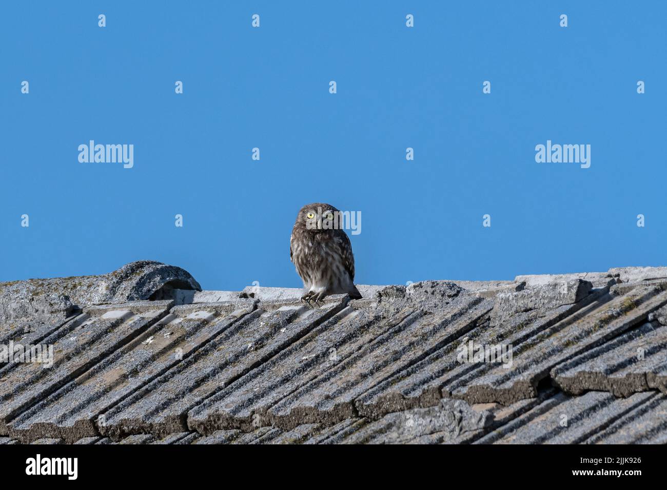 Kleine Eule (Athene noctua). Rumänien Stockfoto