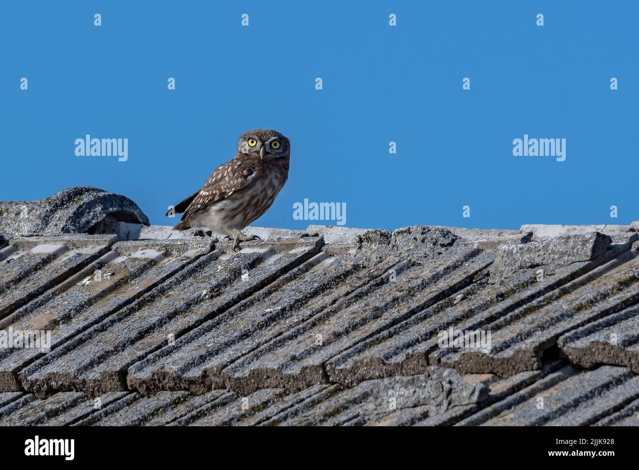 Kleine Eule (Athene noctua). Rumänien Stockfoto