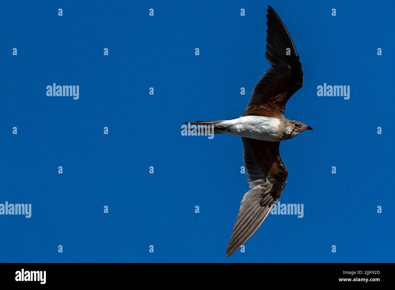 Pratincole mit Kragen (Glareola Pratincola). Rumänien Stockfoto