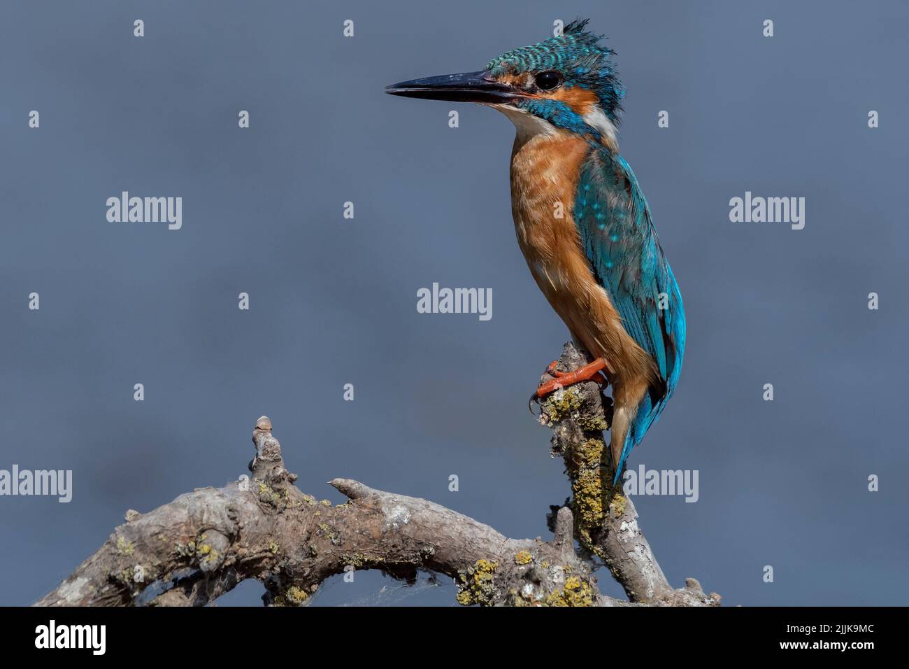 Eisvögel (Alcedo atthis). Rumänien Stockfoto