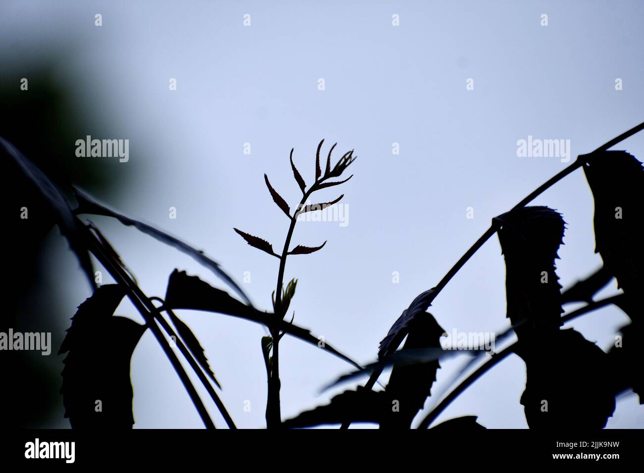 Eine Nahaufnahme der Silhouette eines jungen Schießers einer Pflanze vor einem verschwommenen Hintergrund Stockfoto