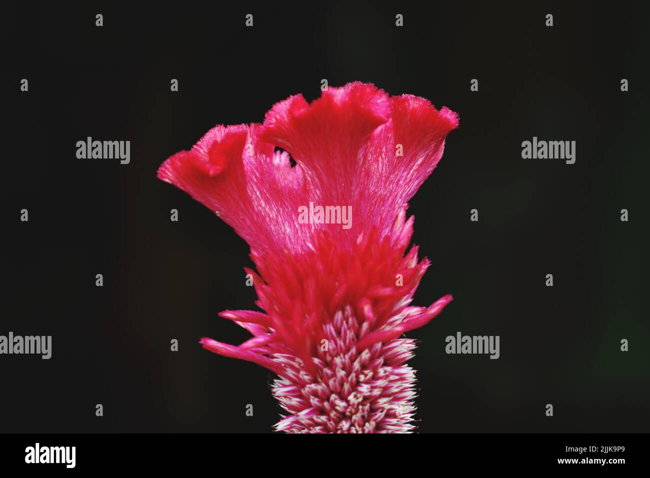 Eine Nahaufnahme einer rosa Celosia-Blume vor dem verschwommenen Hintergrund Stockfoto